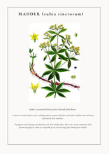 Load image into Gallery viewer, Botanical Dye Study Notes: Madder
