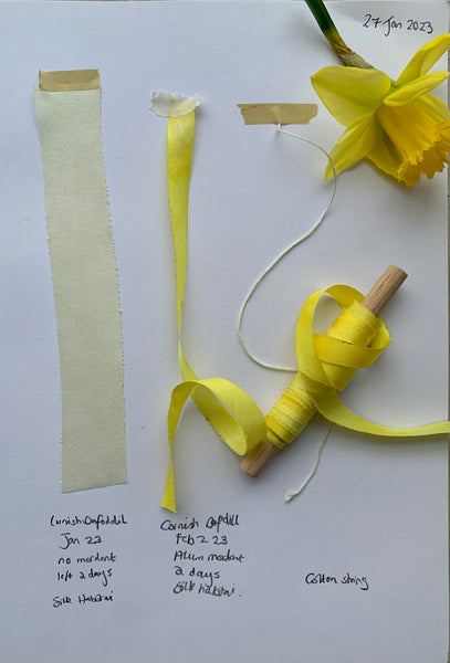 Dyeing With Daffodils